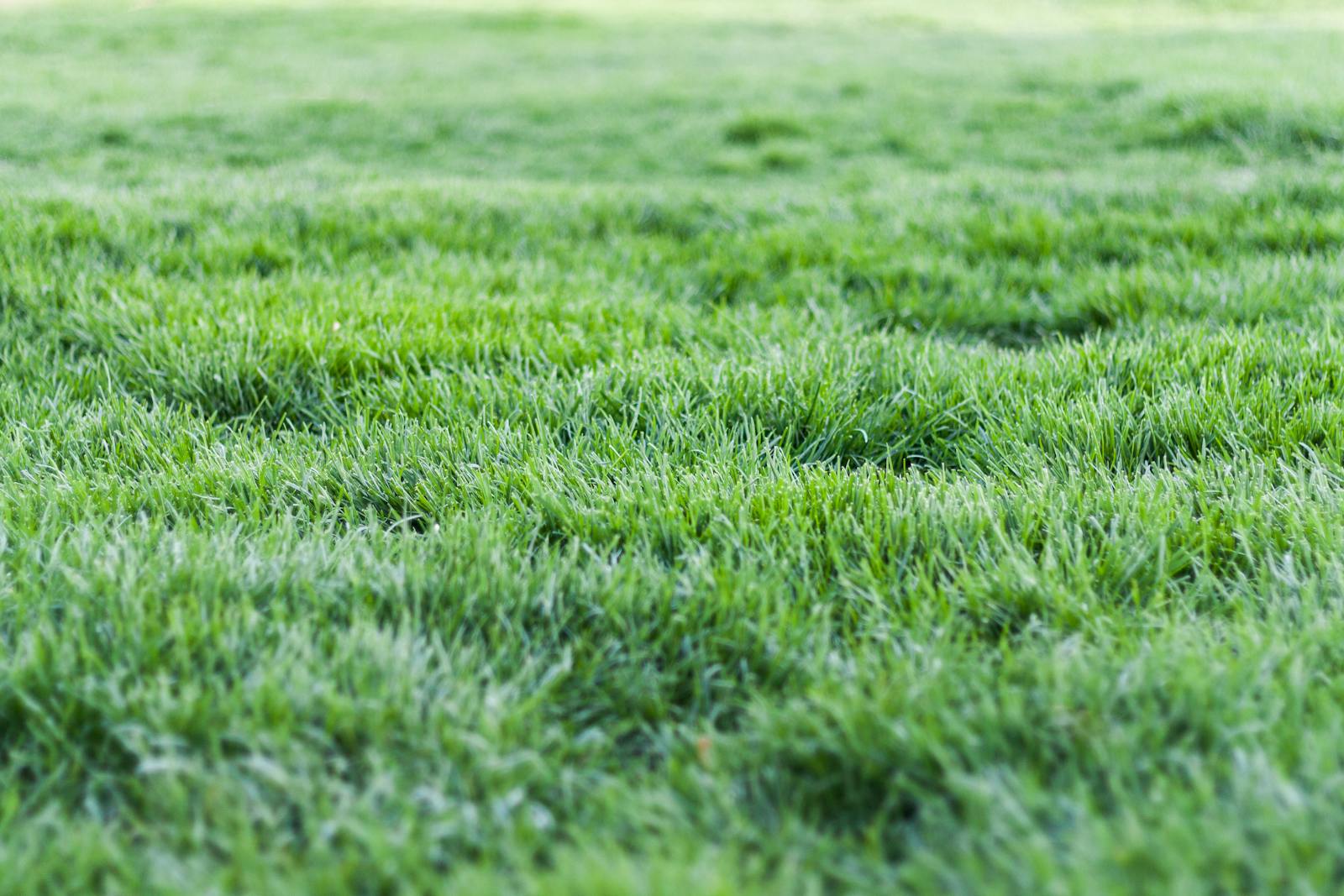 Thick, weed-free St. Augustine lawn between a fence line and a brick walkway.